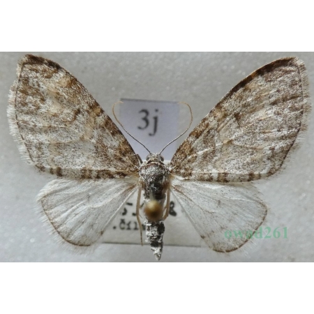 Lobophora halterata (Hufnagel, 1767) Płatynka osikówka Czech3j